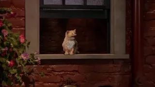 Mimsie the Cat in Hot in Cleveland