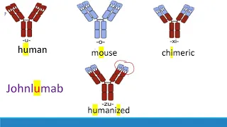 USMLE Step 1: How to memorize monoclonal antibodies