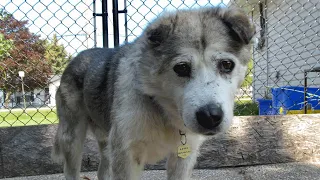 Man adopts senior dog to make him happy in final years