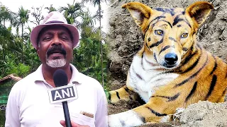 Соседи смеялись, когда фермер превратил своего пса в тигра, но когда узнали, зачем он это сделал...
