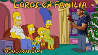 ✅CONSEJOS para que tu LORO 👉quiera a toda FAMILIA