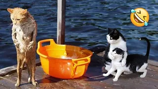 Funniest Animals 2024 🤣😅 New Funny Cats and Dogs Videos 😸🐶 Part 64