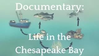 Documentary: Life in the Chesapeake Bay