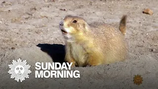 Nature: Prairie dogs in the Badlands