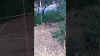 DEER MATING FIGHT HORRIBLE CAMERA FILMING THO