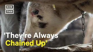 Dairy Cows Chained For Months, Photographer Finds