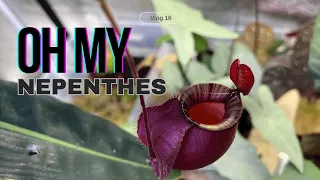 Nepenthes Species and Hybrids