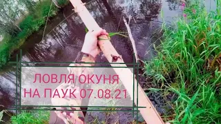 РЫБАЛКА НА ПАУК//ЛОВЛЯ ОКУНЯ НА ПАУК 07.08.21//ЛОВЛЯ ОКУНЯ НА ЛЕСНОЙ РЕЧКЕ//РЫБАЛКА В СУРГУТЕ//