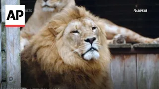 Two lions transferred from Netherlands to South Africa after roaming the streets as cubs