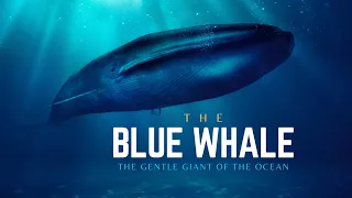 Blue Whale - The Gentle Giant of the Ocean - [Hindi] - Infinity Stream