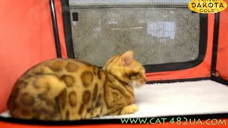 Выставка кошек Winner Cat, Харьков 04 05 02 2017 2 часть