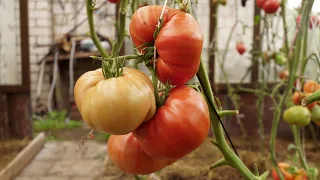 Томат Биг Зак. Сорт томата из книги рекордов Гиннесса, как самые большие помидоры в мире!