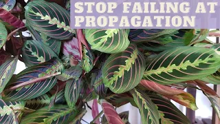 MARANTA Prayer Plant Care + PROPAGATION | Propagate Maranta Leuconeura