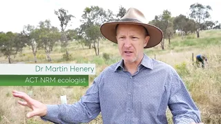 Enhancing farm dams for drought resilience, productivity and biodiversity across the ACT