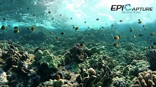 Snorkeling Hawaii | GoPro Hero 4 Black Test - 1080p 120fps