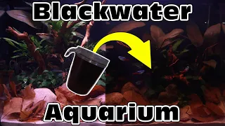 How to make blackwater! Benefits and why?