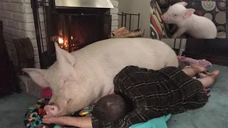 Couple Thinks They Adopted A Mini Pig, Keeps Her As A Pet Even After It Grows To Be 650 Lbs