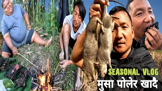 Musa Polera Khadai !! Seasonal Vlog !! धान खाने मुसाको मासु सबै भन्दा मिठो !! Day Survival With Team