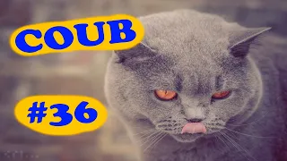 COUB COMPILATION #36 | [18+] | январь 2020 (10 минут)