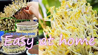 How To Grow Bean Sprout In 3 Layers​ Easily