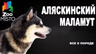 Аляскинский маламут - Все о породе собаки | Собака породы аляскинский маламут