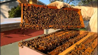 Splitting a MASSIVE hive of Honeybees into THREE boxes!