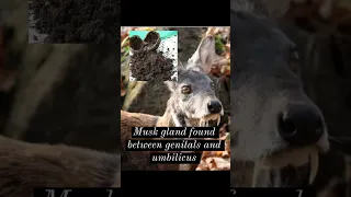 death of musk deer for musk #shorts #short #wildlife #nature #musk #musk deer #jungle #short feed