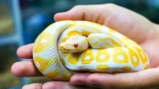 Easiest Pet Snake | Top 5 Friendliest Pet Snakes | The Best Pet Snakes for Beginners | Top 10 Snacks