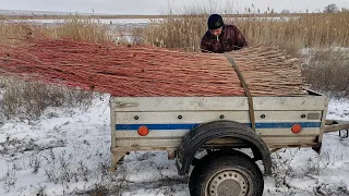 покос тримером ивы дикушки на озере ива оранжевого цвета