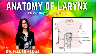 Nerve supply of Larynx - Recurrent & Superior Laryngeal Nerve