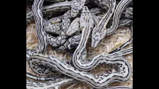 Christmas came early! My first ever litter of high white Isabel Island Ground Boas.🔥🔥🔥