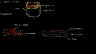 Erken Embriyogenez : Yarıklanma, Blastulasyon, Gastrulasyon ve Nörulasyon (Biyoloji)