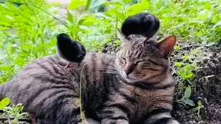Best Funny Animals Video 2024 🐶😸 TRY NOT TO LAUGH 😆🤣 cats and dogs funny mouse🐁 video ep #17