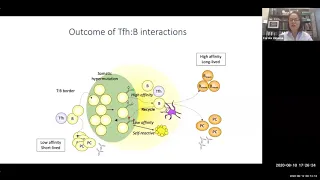 Follicular T Cells and Their Regulation of Antibody Responses/Class Switching by Dr. Carola Vinuesa