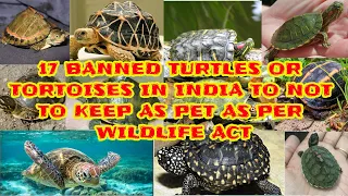 Banned Turtles in India - New Updated List