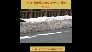 Most intelligent crow in the world || Haider tv | Zem tv || #shorts