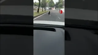 Abandonan a PERRITO en la CENTRAL DE AUTOBUSES de Observatorio