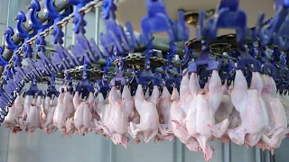 Amazing Modern Ultra Chicken Meat Processing Factory, Chicken Food Processing Machine