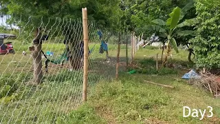 Setting up our Bamboo Fence.