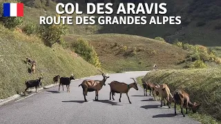 Col des Aravis 🇫🇷 RdGA - Route des Grandes Alpes 4 • Col de la Colombière ➜ Col des Aravis