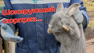 Шокирующий сюрприз от кроликов... 🤯🥴