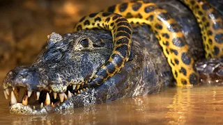 The Spectacular Fierce Animals of Guyana | Animal River Challenge | Real Wild