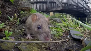 Rat vs GoPro - Brown Rats, Grey Wagtail - Clapton Pond, Hackney, London