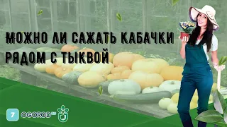 Можно ли сажать кабачки рядом с тыквой