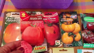 Самые вкусные сорта томатов 2019