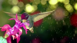 Hummingbirds flying in the rain