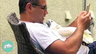 Abandoned Cockatoo Falls In Love With Man At First Sight | Cuddle Buddies