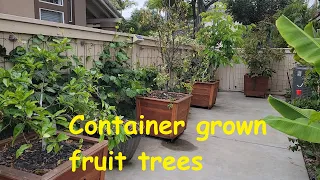 Container grown fruit trees