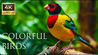 4K Colorful Finch - Beautiful Birds Sound in the Forest | Bird Melodies