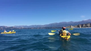 Orca Whale family swim under kayakers on a tour with Kaikoura Kayaks NZ